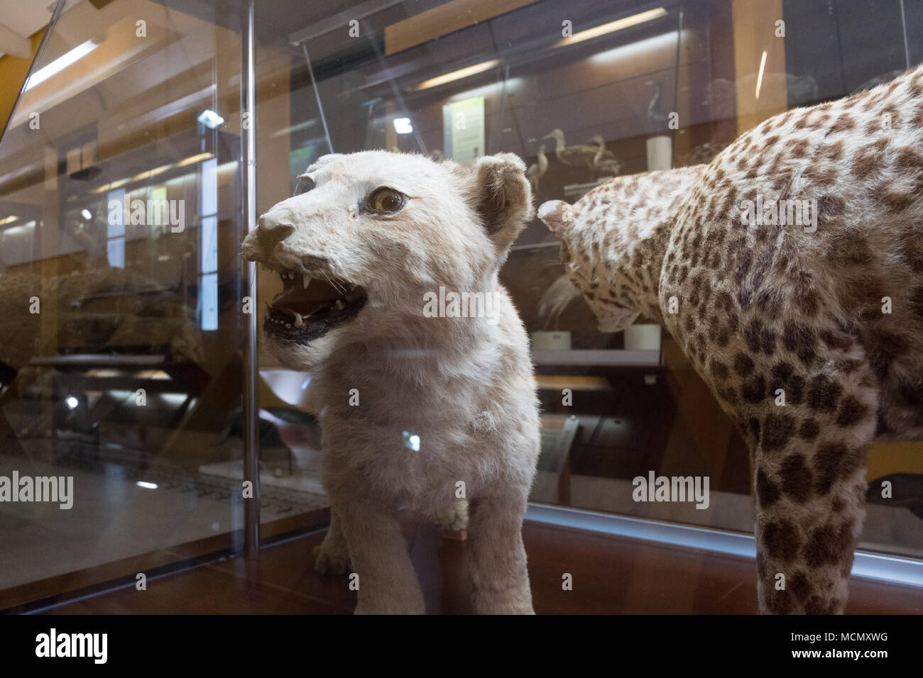 A lion cub and a panther on display at the Museum of Martural History at  the Instituto de Canarias museum, La Laguna, Tenerife. Stock Photo