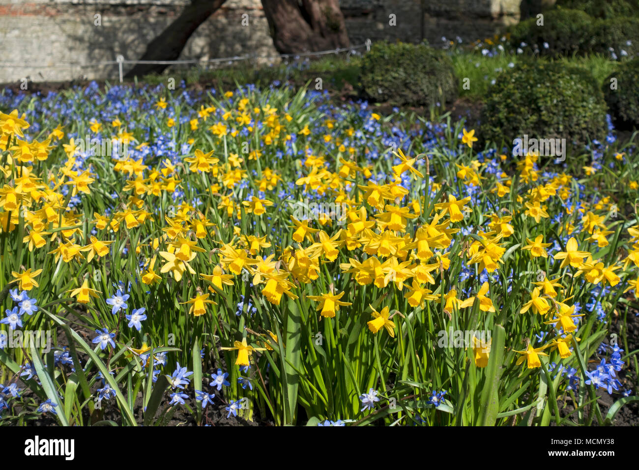 Yellow narcissi daffodils and blue chionodoxa flowers flowering plants in spring England UK United Kingdom GB Great Britain Stock Photo