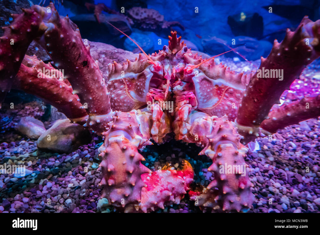 king crab under sea Stock Photo Alamy