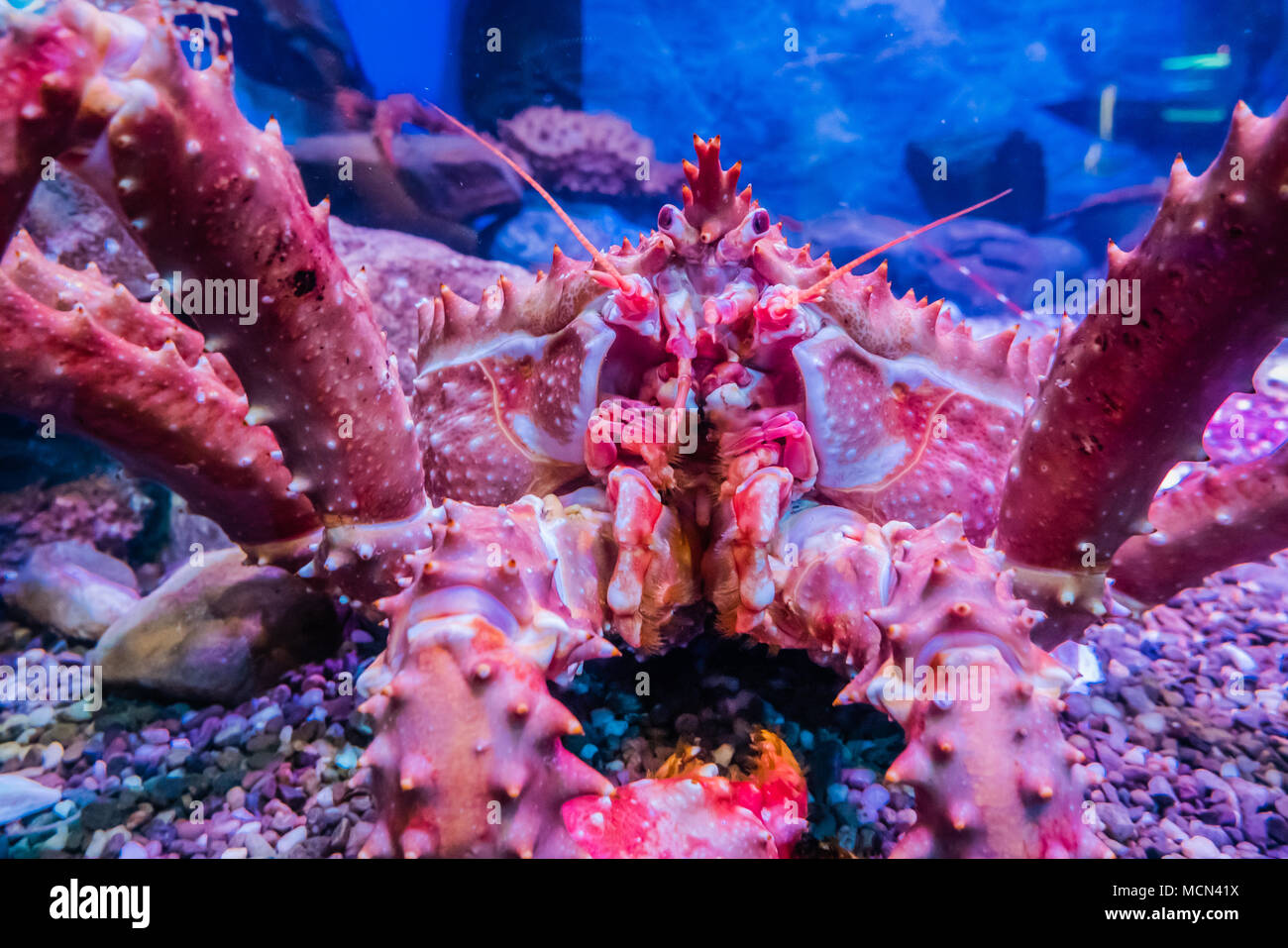 closeup of king crab Stock Photo Alamy