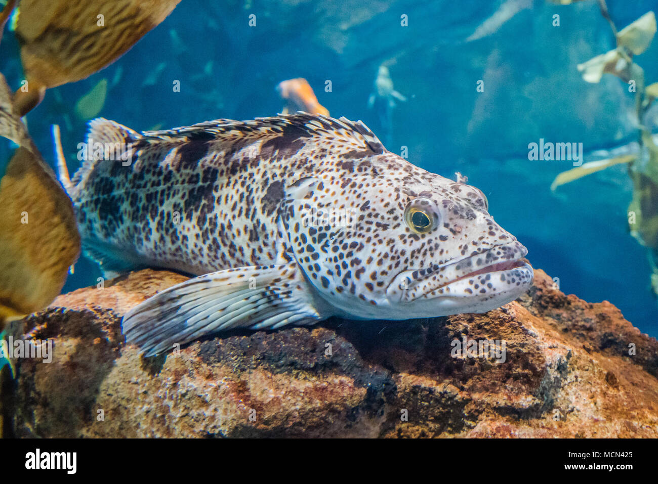 quillback rockfish resting under sea Stock Photo Alamy