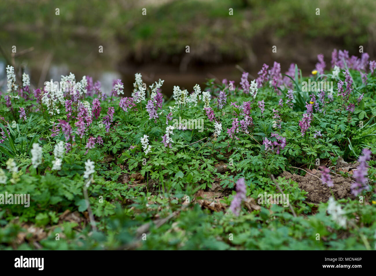 Fumewort Corydalis bulbosa solida blooming in the habitat Stock Photo