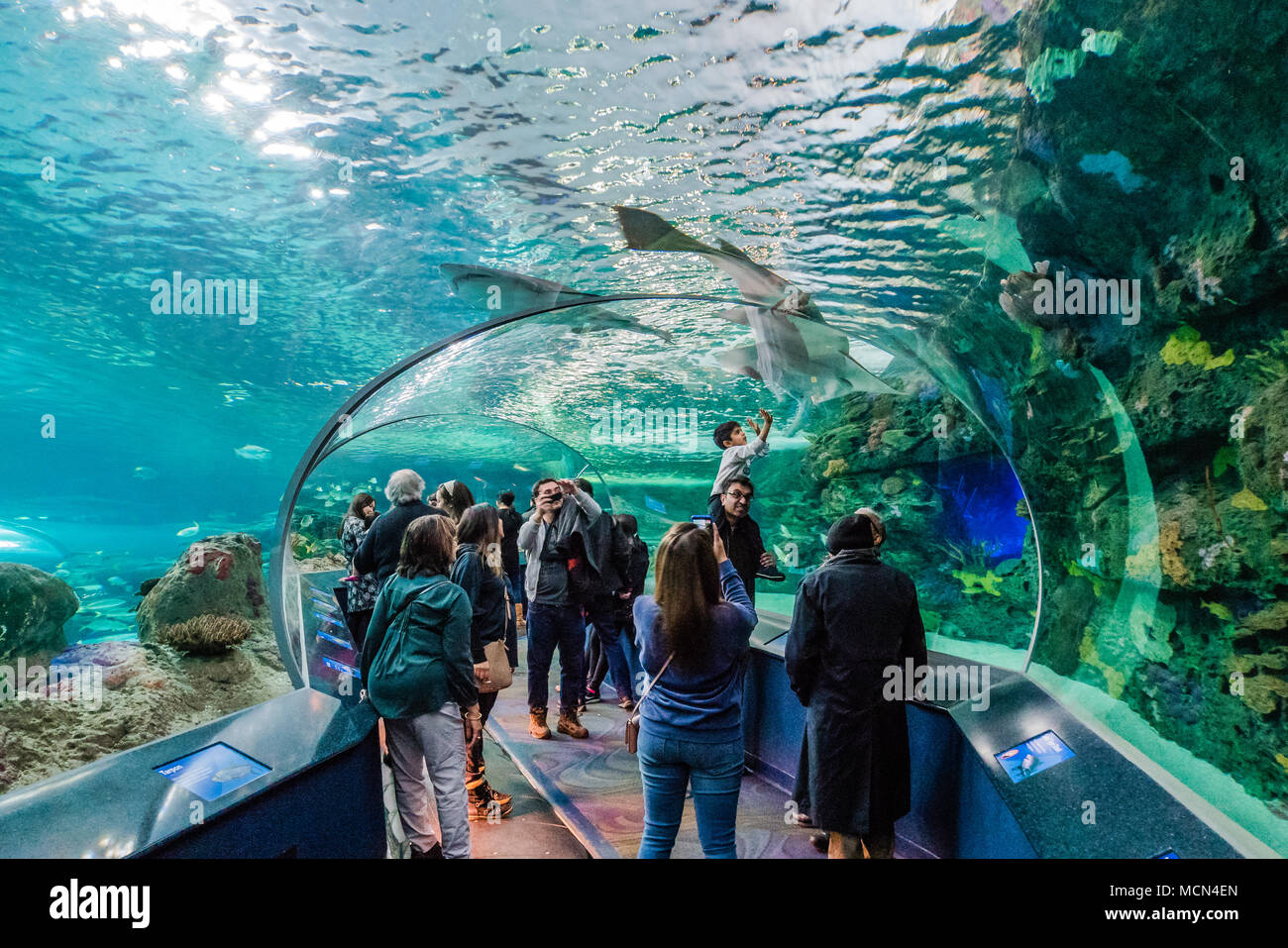 toronto ripley aquarium dangerous lagoon fish tank tunnel Stock Photo