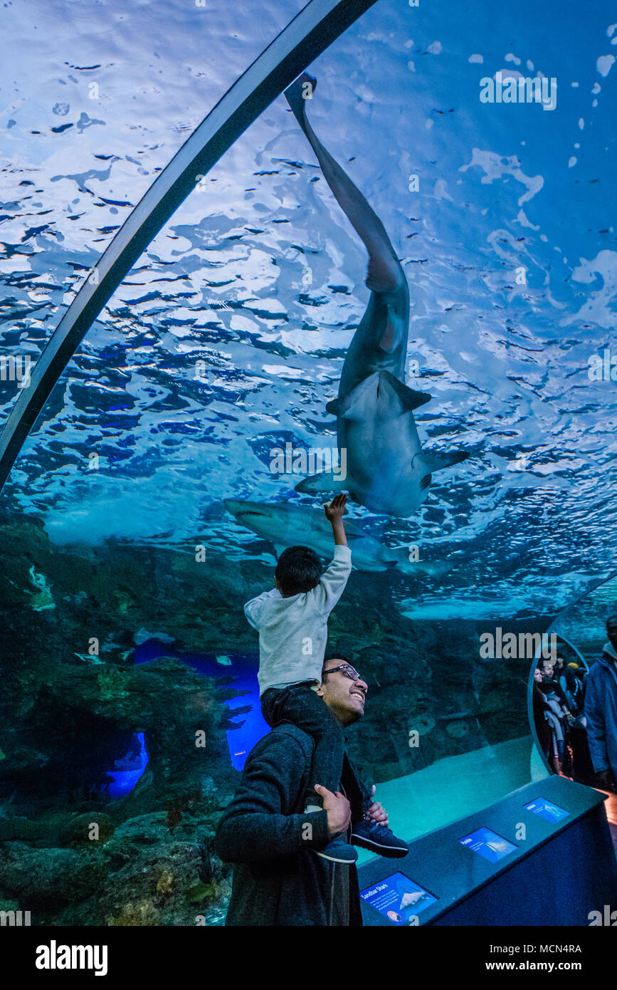 young boy and father inside aquarium Stock Photo