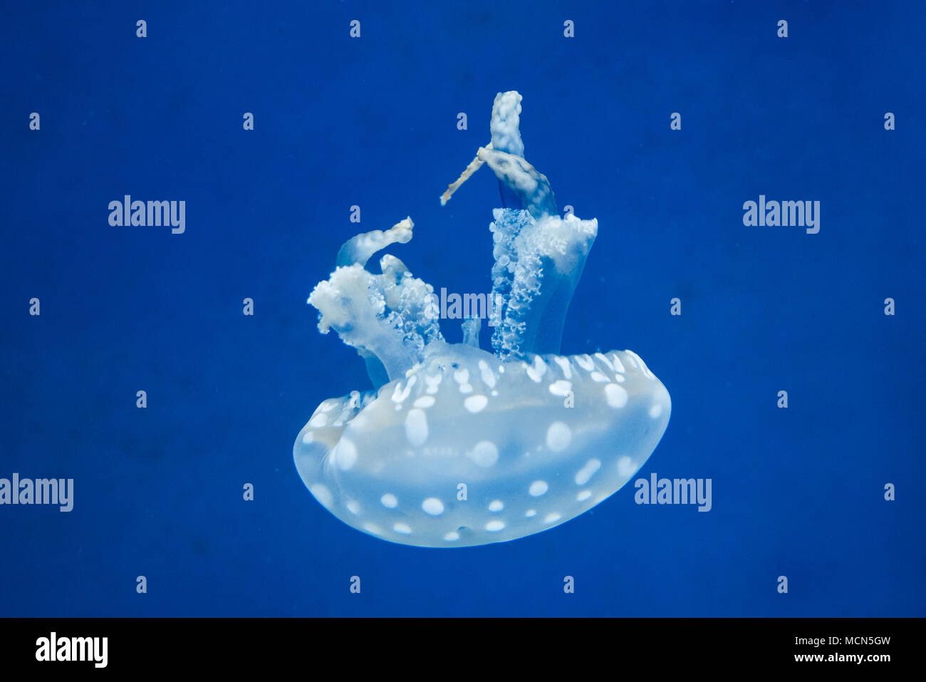 australian spotted jelly fish also known as floating bell Stock Photo ...