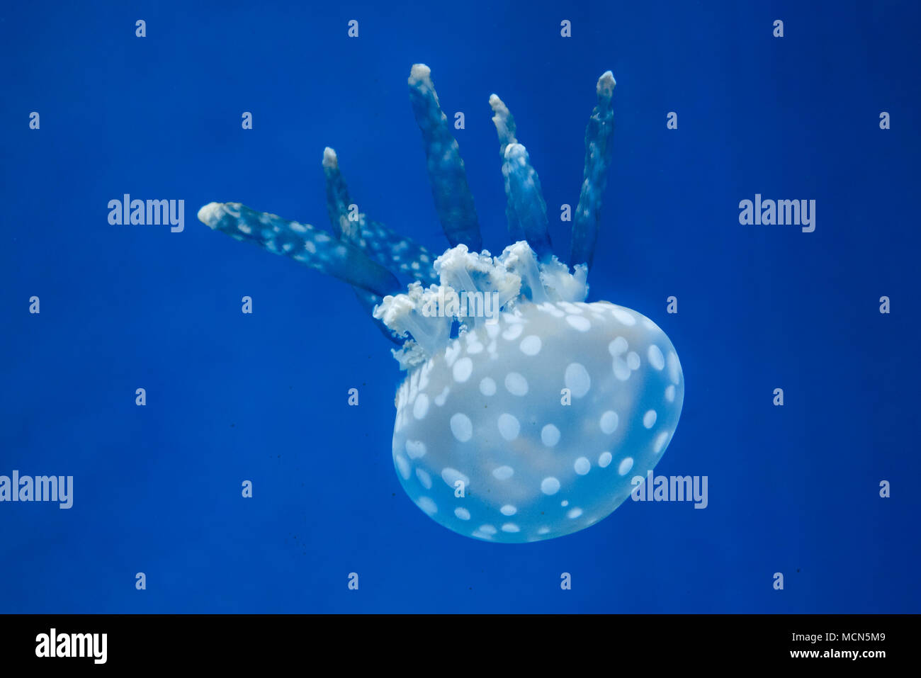 australian spotted jelly fish also known as floating bell Stock Photo