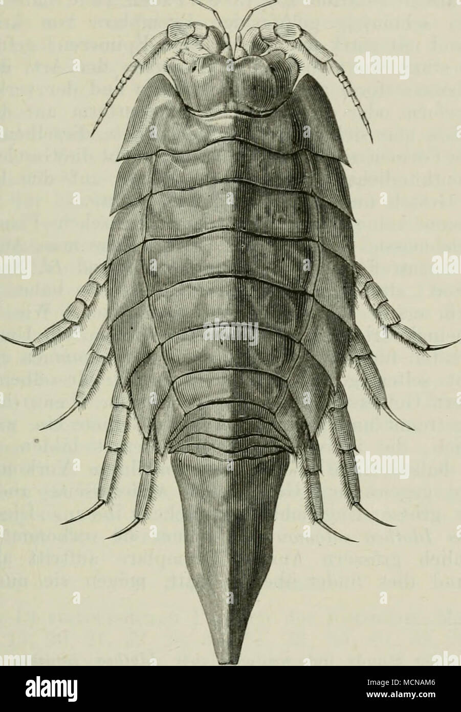 . Idothea entomon. Ganz anders ist das Yerhältniss mit Idothea entomon
