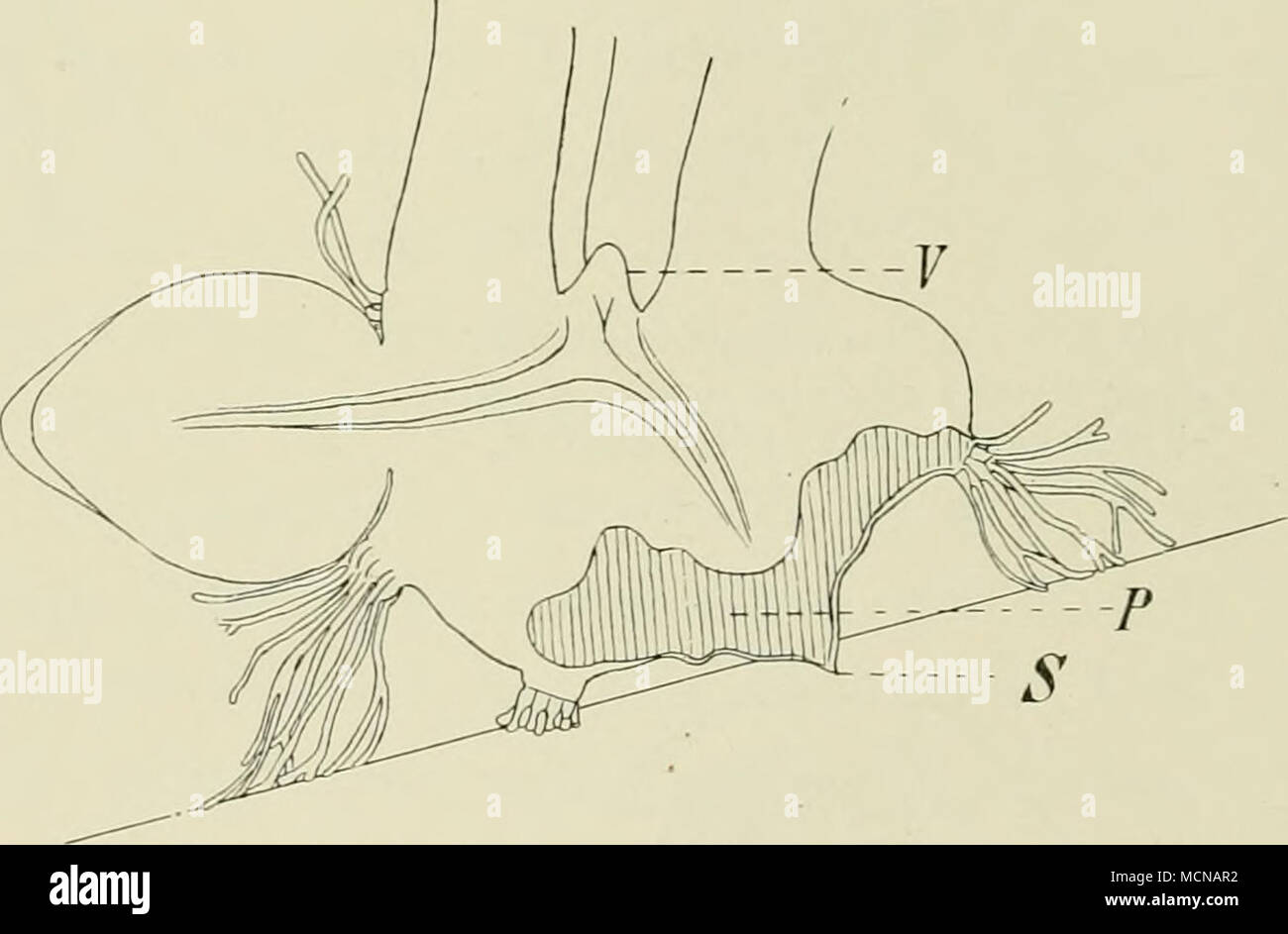 . Fig. 13. Laelio-Cattleya. 4 Monate alter Keimling im Durchschnitt. S Suspensorpol. P Verpilzte Zone. J' Vegetationspunkt. Eine Papille ist von innen vom Pilz erreicht. Die verzweigten Trichome verankern die Pflanze auf dem Substrat und stellen ihr Wachstum ein, wenn sie dieses erreichen. Links die Anlage der ersten vom Pilz im jugendlichen Stadium nicht berührten Wurzel. iS : I. bierenden Haaren aus. deren Kerne ebenfalls eine bedeutende Größe aufweisen. In der Folge an älteren 3—4 Monate alten Keimlingen findet man weitläufige Gewebekomplexe mit zahl- reichen Haaren. Die Trichome haben die  Stock Photo