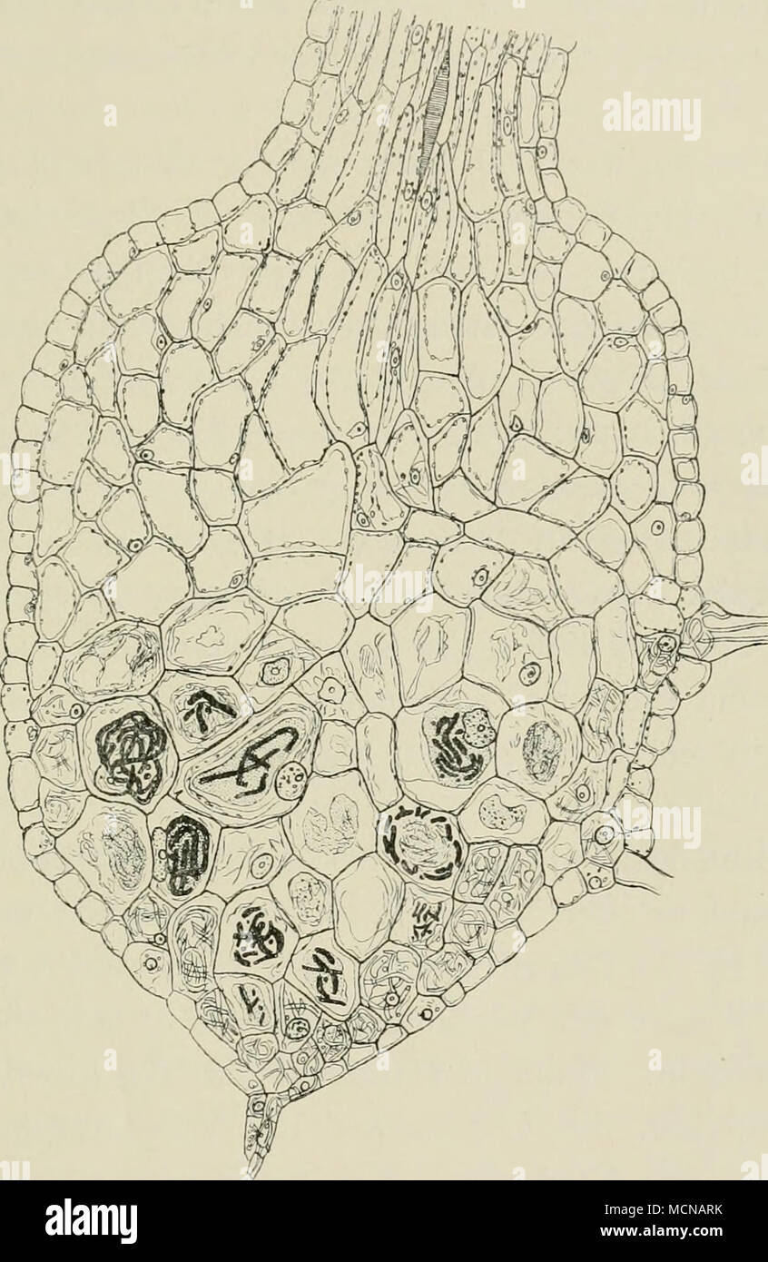 . Fig. 5. Epidendrum. Medianer Längsschnitt durch die embryonäre Knolle eines langachsigen Keimlings im Stadium der definitiven Begrenzung des Pilzes. Unten die von Pilzhyphen angefüllten Zellen des Suspensors und der subepidermalen Schicht. Links eine subepidermale Zelle als Verdauungszelle. Rechts auswandernde Hyphen im Trichom. Die Pilzverdauungszellen des inneren, mittleren Teiles sind seitlich be- grenzt von der Pilzwirtzeilschicht, nach oben von chlorophyllführenden Zellen, die stets von den Hyphen verschont bleiben. In den Verdauungszellen alle Stadien der Verdauung. 90 : l.') blasige A Stock Photo
