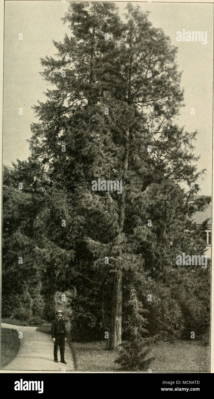 . Fig. 163. Hintergrund: Picea excelsa Link.; dicht davor: Juniperus virginiana L.T 80—90jährig. — Kleine Pflanze: Junip. virg. pendula Hort. Stock Photo