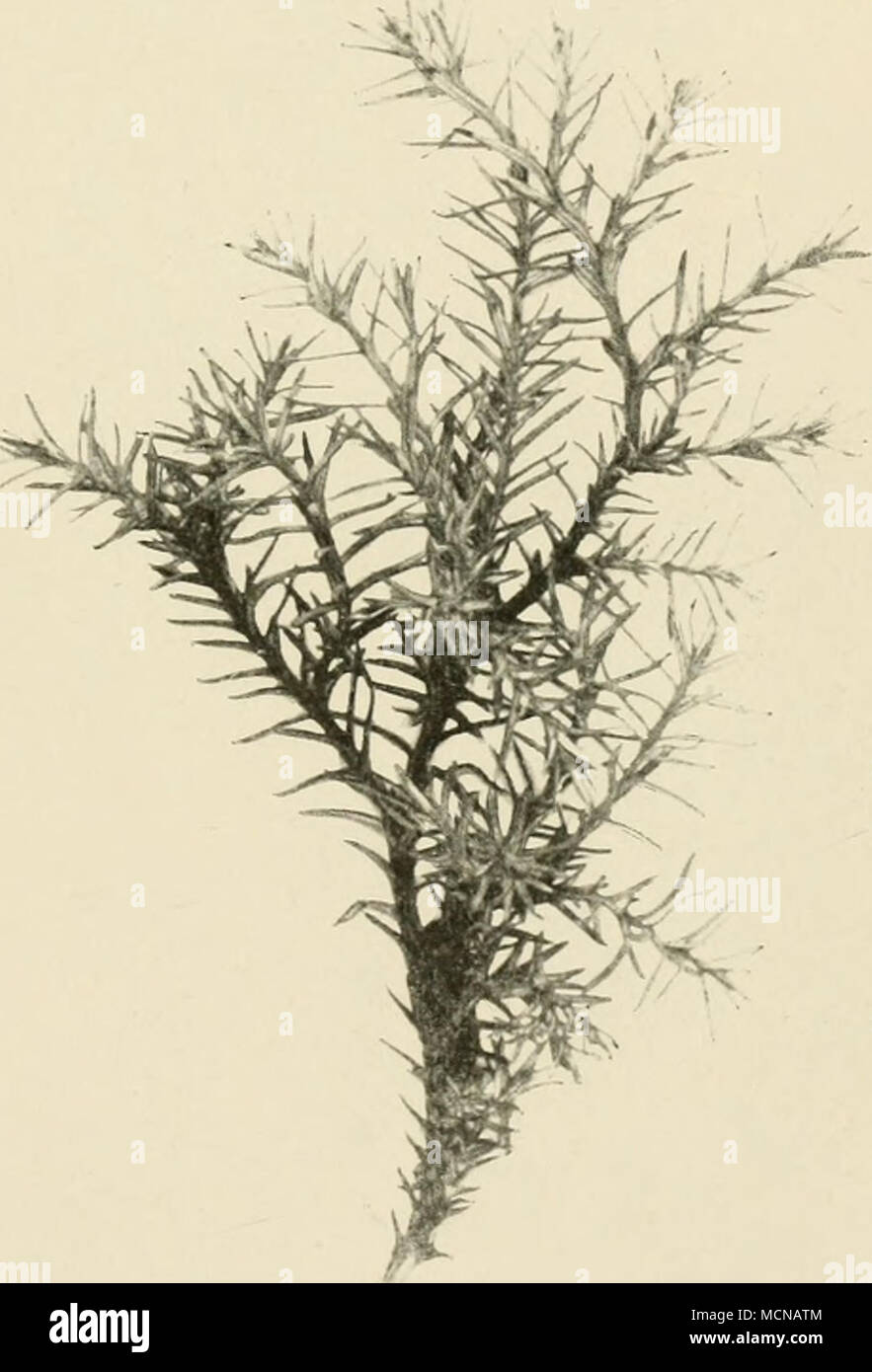 . Fig. 154. Chamaecyparis pisifera S. u. Z. squarrosa Beißn. u. Höchst. Stock Photo