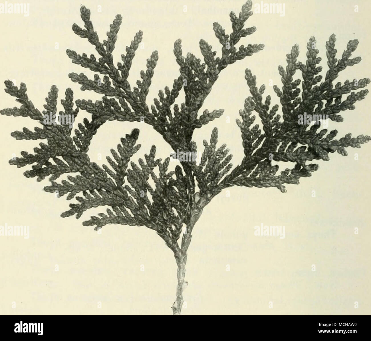 . Fig. 144. Thui/a plicata Don. Die Bildung der hängenden, ovalen, sechsschuppigen Zapfen und jene des Samens ist in Deutschland als Seltenheit zu bezeichnen. Bei uns sind fast überall Pflanzen aus Stecklingen ge- wonnen in Kultur, welche alle den eingangs erwähnten niederen Habitus aufweisen. Samenpflanzen streben etwas mehr aufwärts. Pfropfung auf die Art und auf Thuya occidentalis. Stock Photo