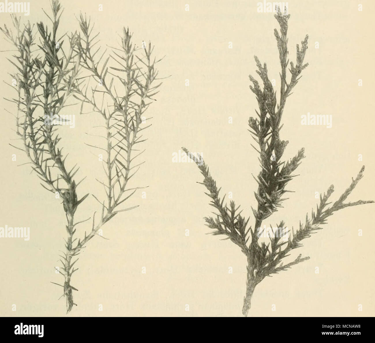 . Fig. 142. Thuya oceidentalis L. ericoides Hort. Fig. 143. Thuya oceidentalis L. Ellwangeriana Hort. Thuya occident. lutea Hort., hellgelb. n (D „ „ „ nana Hort., hellgelb, nieder. „ aureo-variegataHort.,gelbbunt, unschön, n (i) „ „ aureo-spica Hort,, an jüngeren Trieben gelbspitzig. ii (i) Stock Photo