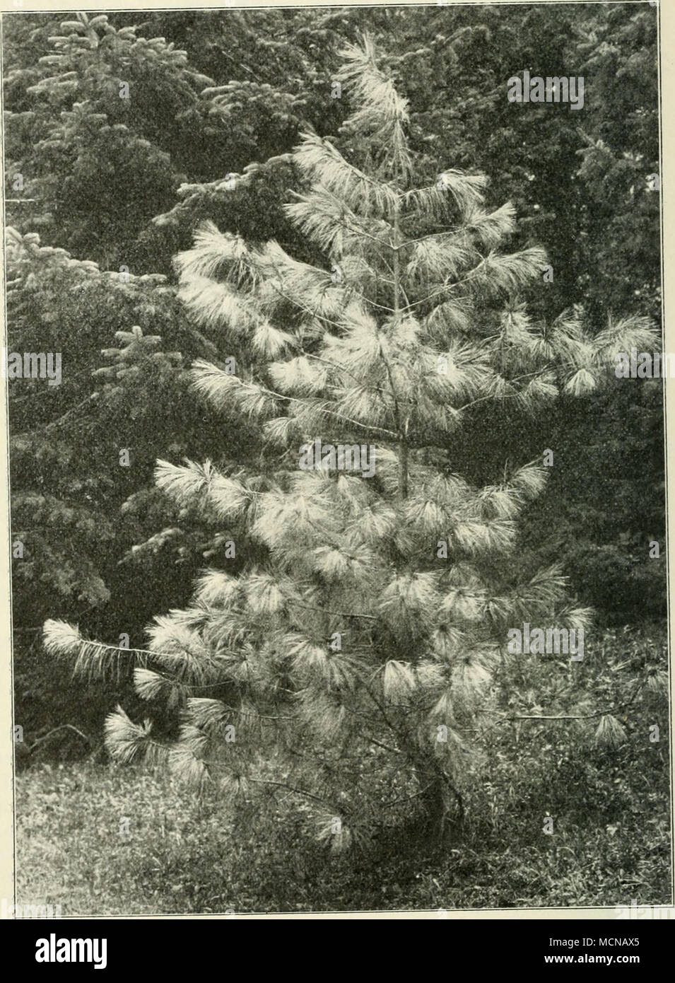 . Fijr. 122. Pinus excelsa Wall. (Jüngerer Baum.) Stock Photo