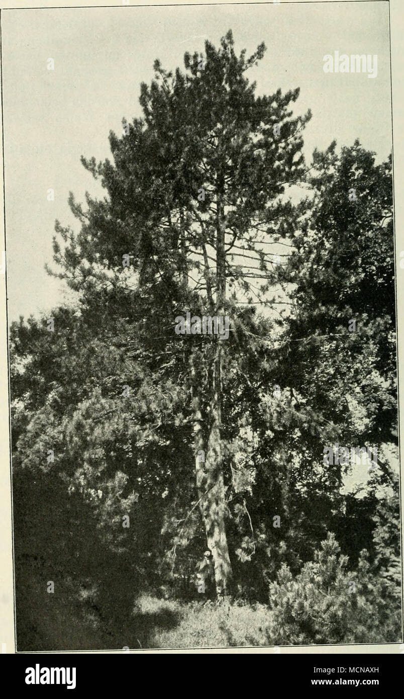 . Fig. 109. Pinus Lnrieio Poir. austriaca Endl. Etwa 80jähriger Baum. Stock Photo