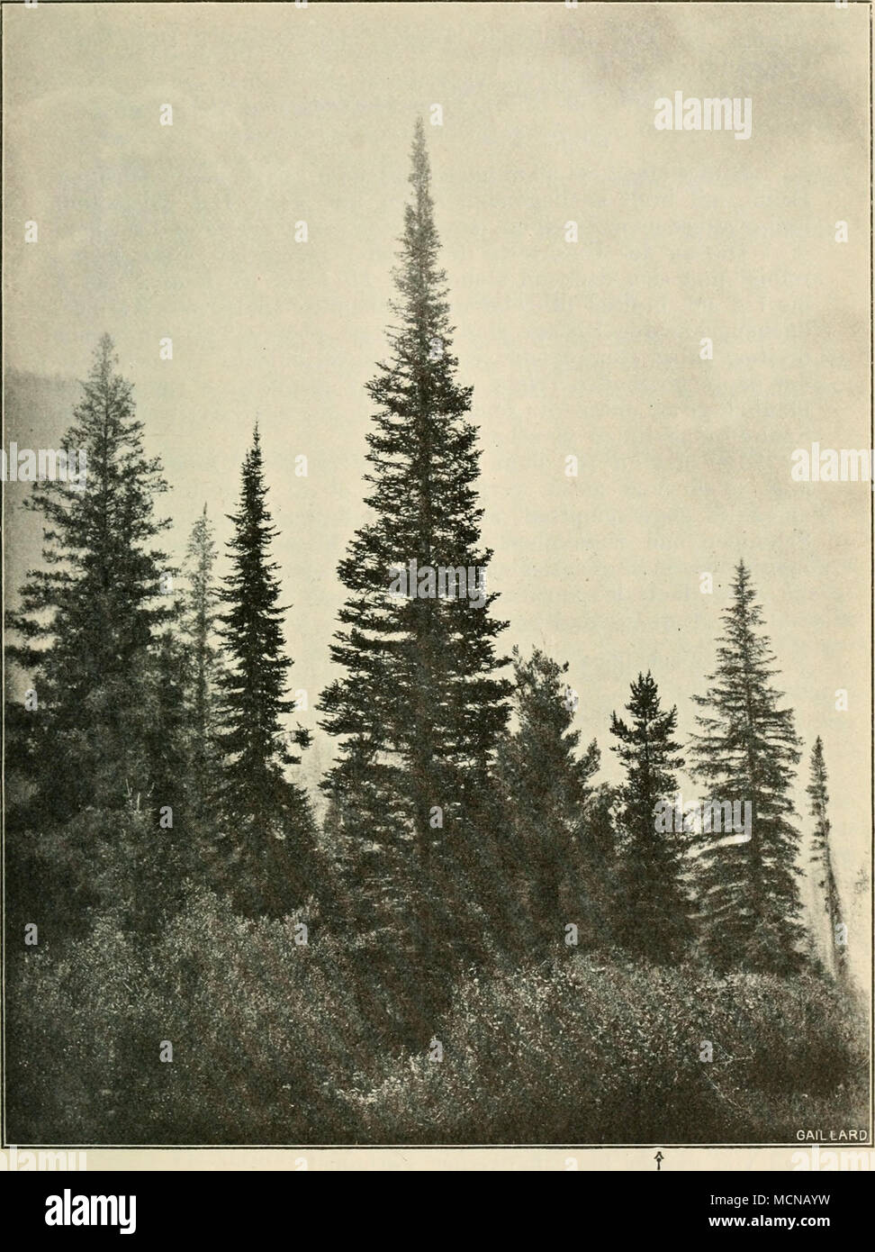 . Fig. 82. Abies subalpina Engelm. (Mitte); rechts ? : Pinus albieaulis Engelm. (Aus: Mitteilungen der deutschen dendrolog. Gesellschaft.) Stock Photo
