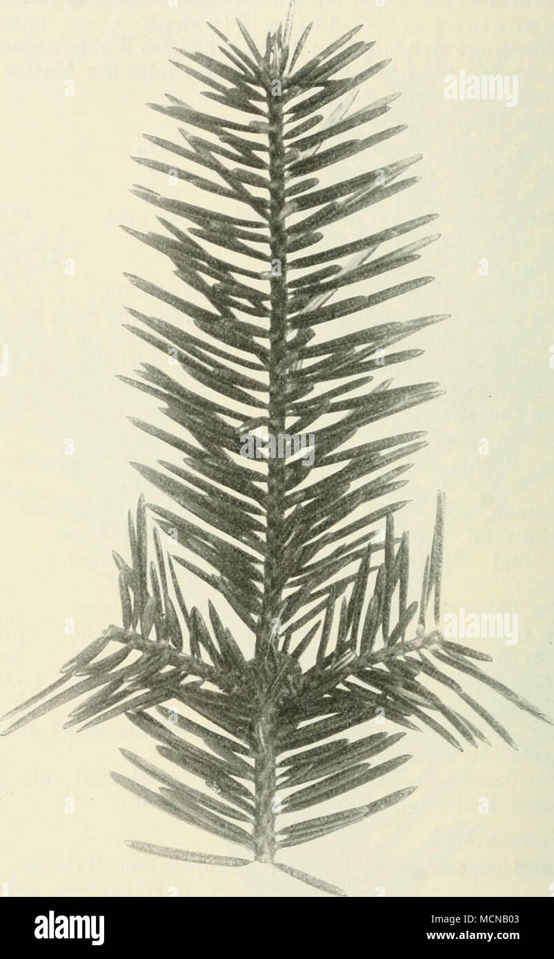 . Fig. 70. Abies cephalonica Link gebogenen Asten, sowie kräftigen, teils stumpfen, teils gespitzten Blättern. Stock Photo