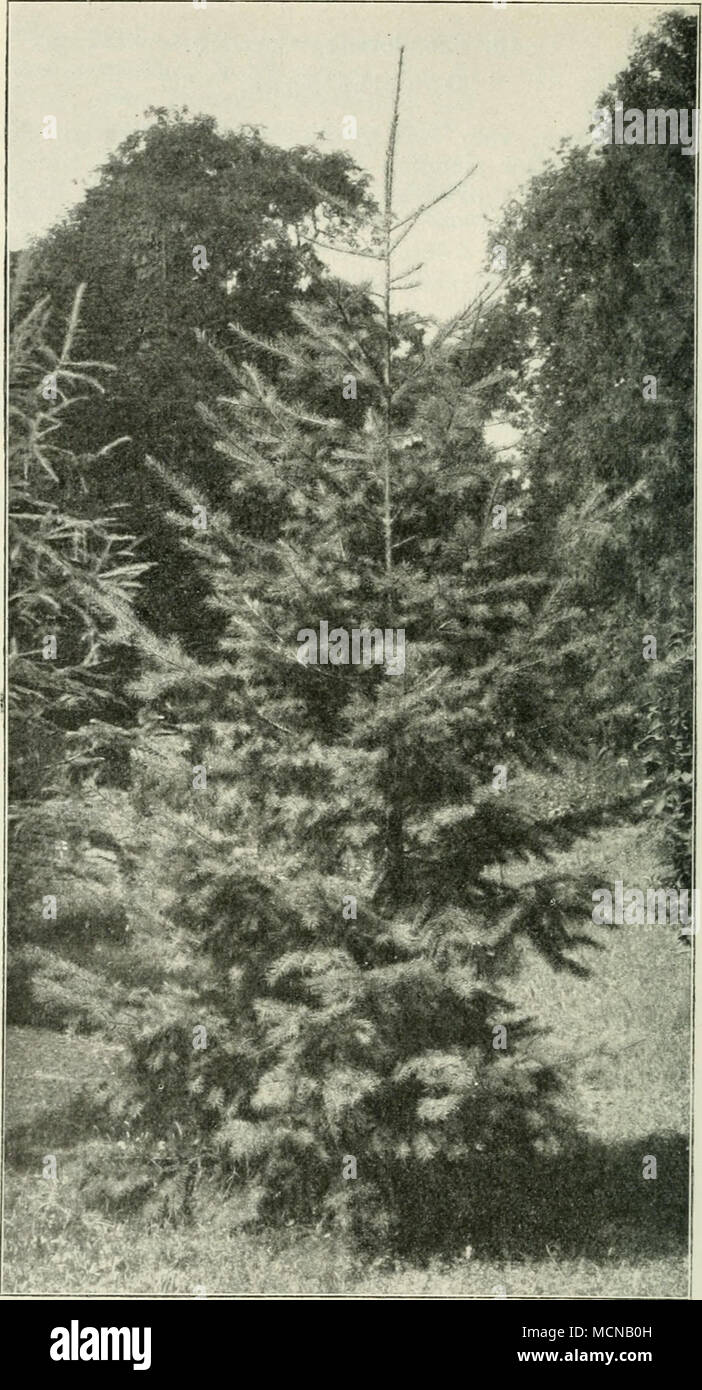 . Fig. 63. Pseudotsuga Douglasii Carr. (junger Baum). Stock Photo