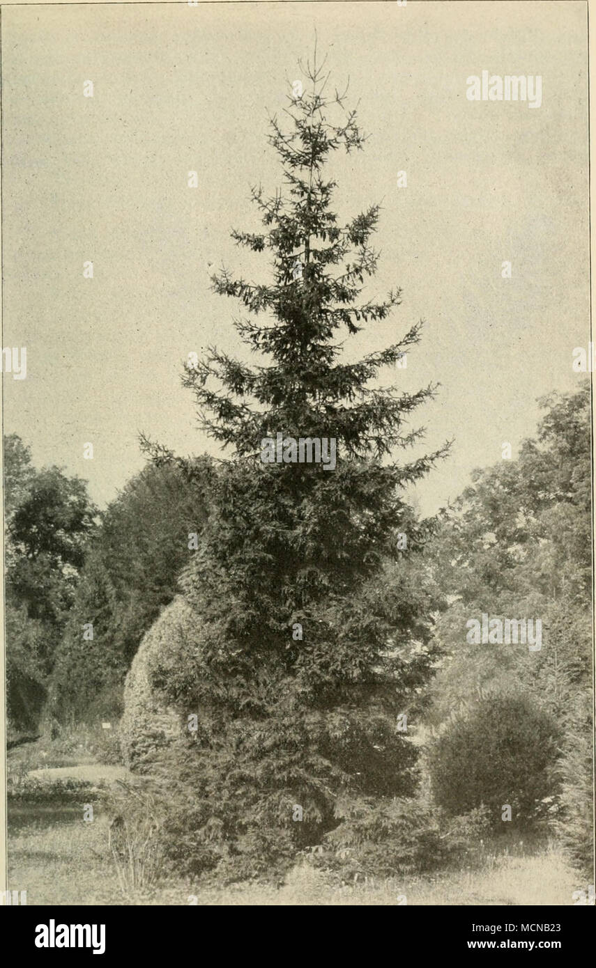 . Fig. 35. Picea orientalis Link (etwa 30jährig); rechts unten: Picea Schrenkiana Fisch, u. Mey. globosa Schelle (25jährig). Stock Photo