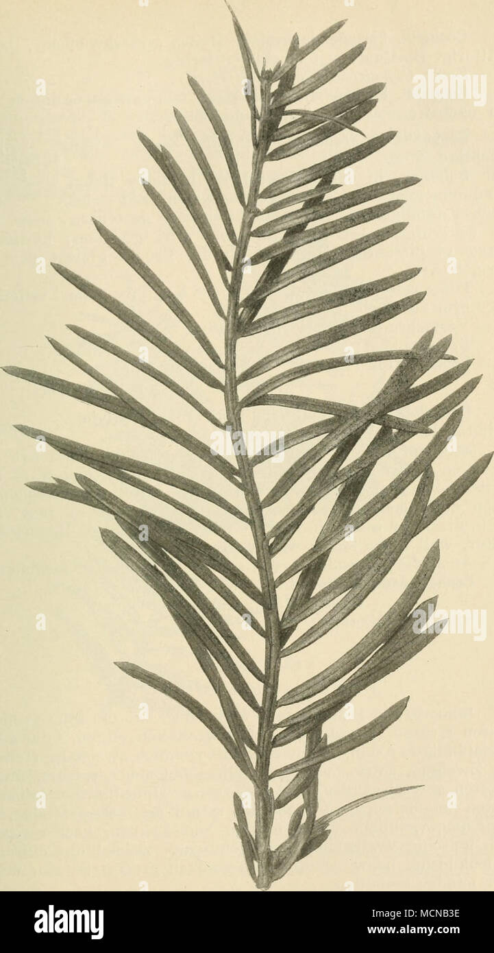. Fig. 18. Cephalotaxus Fortunei Hook. Stock Photo