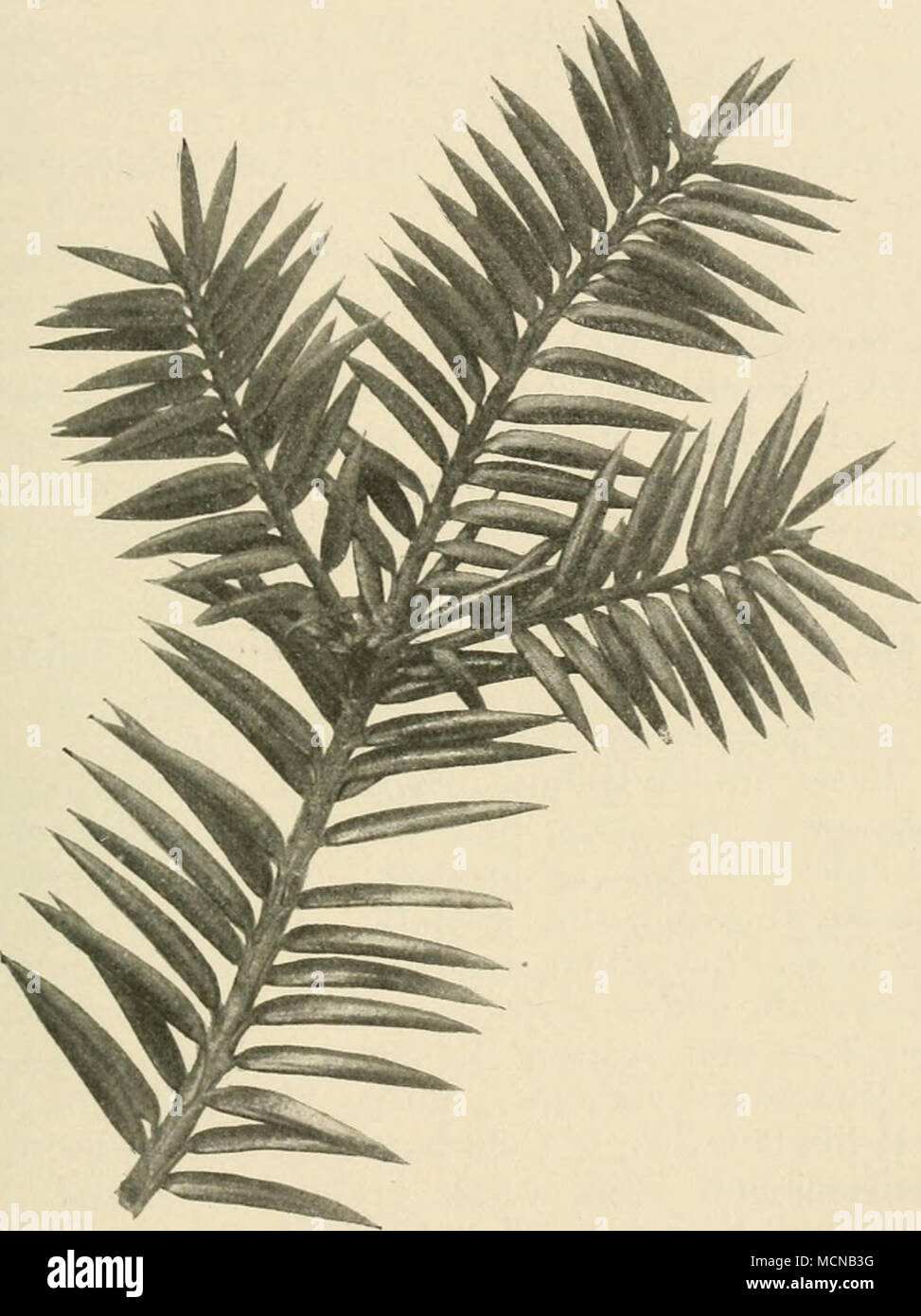 . Fig. 19. Torreya grandis Fort. Blätter eng wechselständig, zweizeilig, lanzettlich, zum Teil etwas sichelförmig, 2—3 cm lang und 3 —4 mm breit, mit kurzem und gedrehtem Stiel, scharf spitzig, derb, oben dunkel- grün, mit Mittelnerv versehen, unten hellgrün oder bläulich-weiß. Blüten diözisch; männliche in Kätzchen, achselständig, weibliche ebenfalls achselständig, oft 2—3 beisammen, mit fleischigen Schuppen und einer dickfleischigen Samenschuppe. Stock Photo
