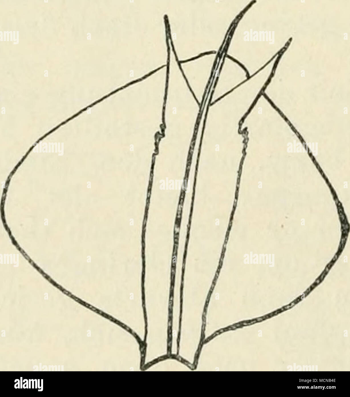 . Fig. 8. Zapfenschuppe mit hervor- ragender Braktee (Pseudotsuga Douglasii). Vergrößert. Stock Photo
