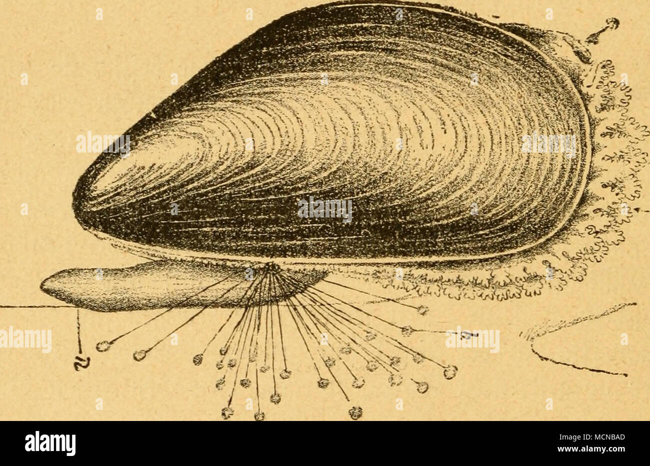 Mussel byssus threads hi-res stock photography and images - Alamy