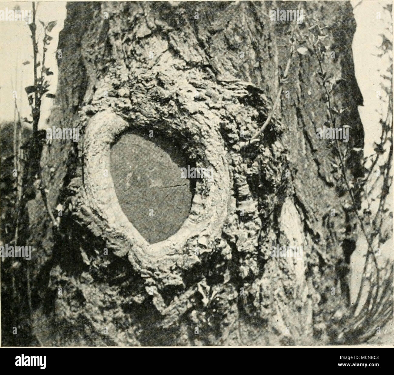 . Fig. 2.—An example of good pruning. The wound was at once protected by a coating of gas-tar, and is nearly covered by a development of callus. The figure represents portion of a poplar growing in Kew Gardens. Much re- duced. clearly indicates. The plant anticipates the fall of certain branches some time in advance, by forming a layer of peri- derm across the branch at the point where the portion no longer required is to be cut off, so that when the twig actually Stock Photo