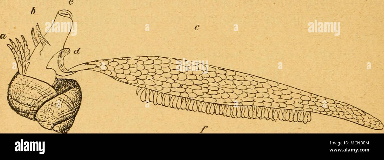 Gier D High Resolution Stock Photography And Images Alamy