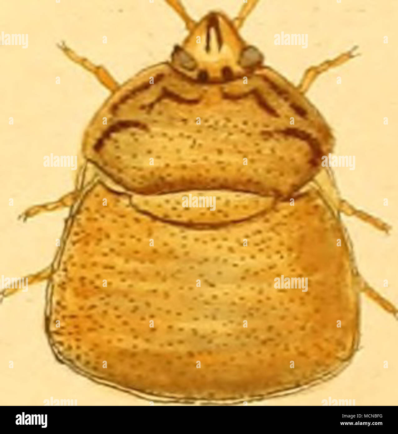Ire Insect iA.r:^^/^^ Stock Photo - Alamy