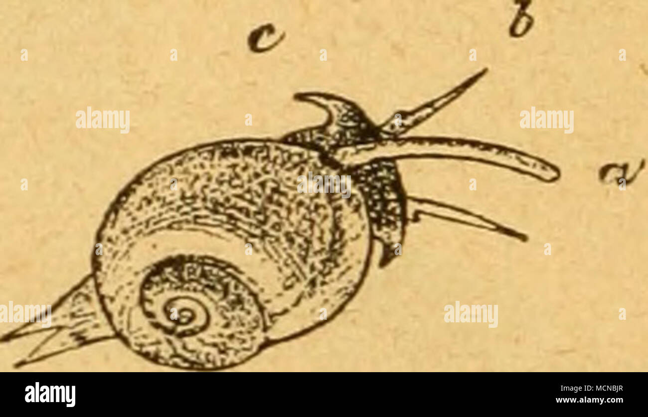 Nassa reticulata hi-res stock photography and images - Alamy
