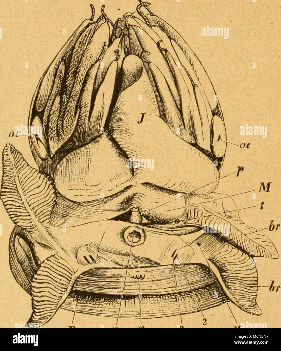 SJiautilug, Sier au§ bcr ©d^ole genommen, ton bcr 93ou(f)^eite,