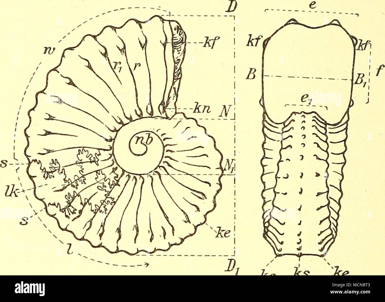 . Fig. Xa. von der Flanke D—Z'j = Durchmesser D—N = Höhe d. Umganges N^N^ = Nabel weite B—B^ = Dicke d. Umganges e, e^ = Außen-(Extern-) Seite /&quot;== Flanke nb = Nabel 2v = Teil der Wohn- kammer / ^= Luftkammern //?- = letzte Luftkammer Ae ks T^e Fig. Xb. von vorn gesehen. j = Sutur, Lobenlinie, Kammersch eide- wand r =^ Rippen (r, einge- schaltete Rippe) hl = Nabelknoten kf =^ Flankenknoten ke = Externknoten ks = Siphonalknoten- reihe (Kielreihe) -ks = Lage d. Sipho. Vorkommen und Verbreitung der Ammoniten in der sächsischen Kreide. Die Hauptverbreitung' der Ammoniten fällt in die Plänerfa Stock Photo