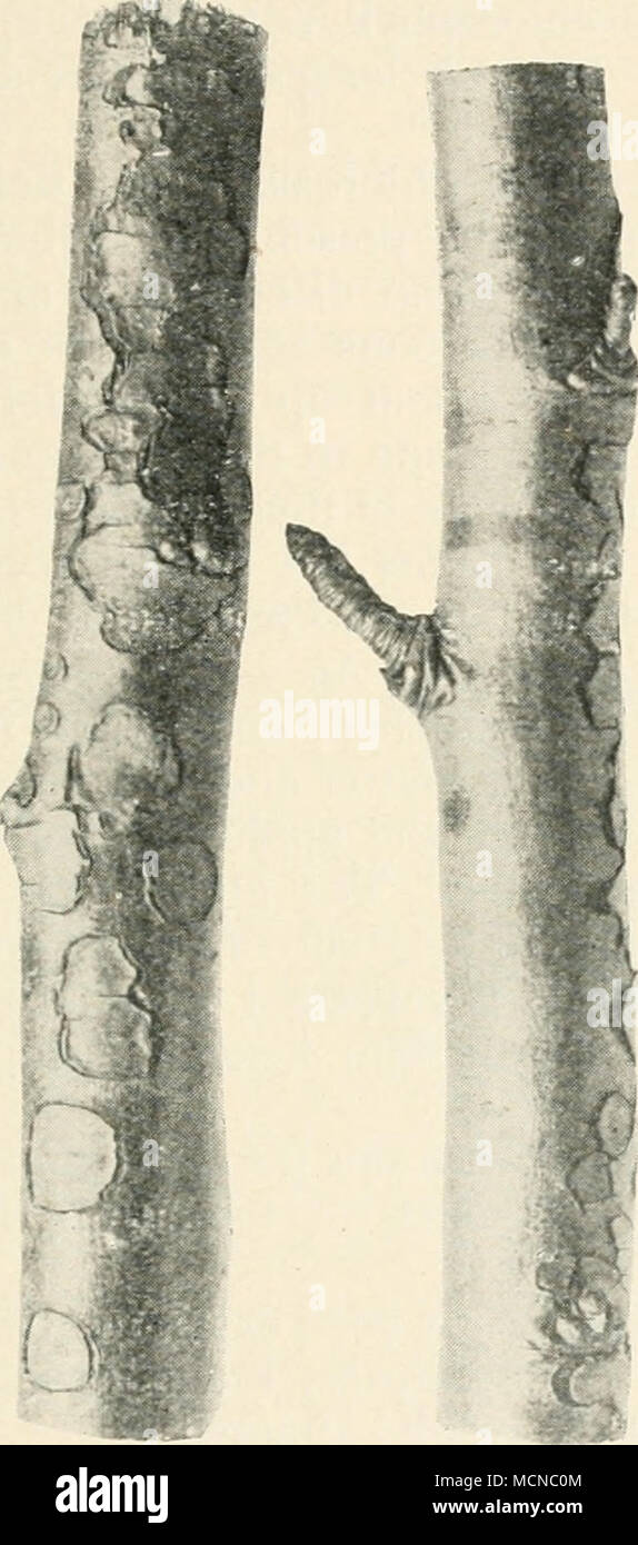 . Fig. 4.—Two portions of a branch of a pear-tree damaged by hail. The left-hand figure shows the injured side of the branch ; that on tlie right hand shows the uninjured side. Half nat. size. has been studied in detail by Viala, as affecting the vine. When once attacked, the branches, although yellow, do not die at once, but produce leaves which remain small and are of a yellow colour. The branches produced are numerous, very short, slender, and bear only rudimentary leaves. If the disease occurs during the flowering season, the colour of Stock Photo