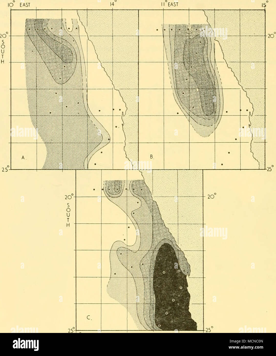 . IO EAST Fig. 95. Distribution of (A) Planktoniella, (B) Goniaulax, and (C) Chaetoceros between Mowe Point and Sylvia Hill, survey I, March 1950. Where there is no shading none was recorded. The lightest shading represents estimates of &lt; io4 per net haul, the next io4~5, and so on. Observations on discoloured water Large areas of the sea near Walvis Bay were discoloured ' blackish' by diatoms during our first survey, the general appearance being dark green to black, and opaque, very similar to that described in arctic regions by Brown (1868) and found by him to be due to diatoms also. In t Stock Photo