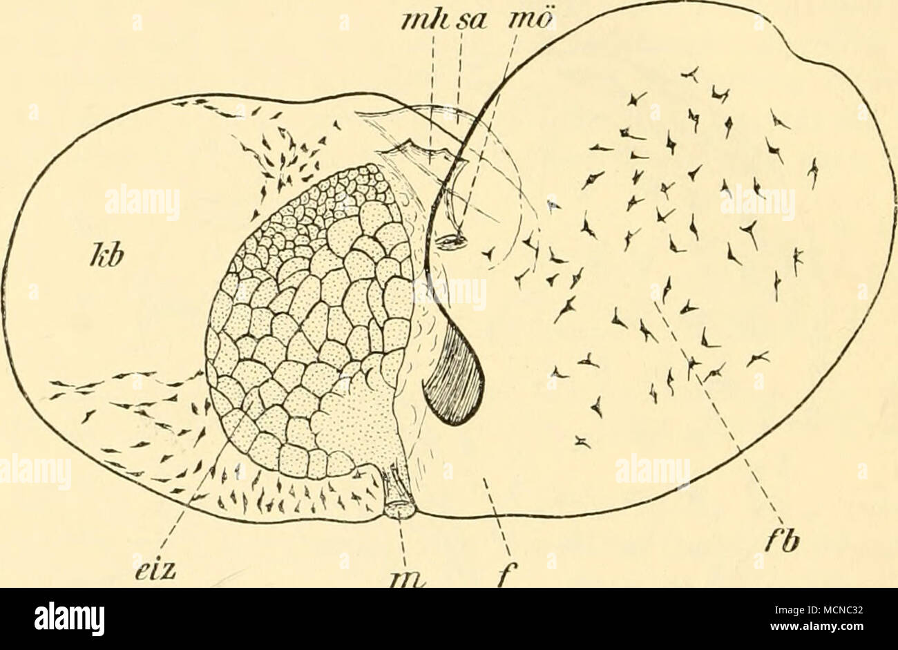 . TTL Fig. 61. Ältere Larve der Weinbergschnecke. Vergr. 20fach. Nach dem Leben gezeichnet von H. Fol (1879/80). eiz Eiweißzellen des Magens. / Fuß, fb Fuß- blase, kb Kopfblase, m Mund, mh Manlelhöhle, mö Öffnung derselben nach außen, sa Schalenanlage. diese Auftreibung als Fußblase oder Podocyste bezeichnet, das Maximum ihrer Entwicklung zeigen manche tropische Schnecken, wie beispielsweise die zeylonesische Helix Waltoni. Histologisch besteht die Fußblase aus einem sehr dünnen Epithelüberzug, zwischen dessen Wänden Mesenchym- zellen ausgespannt sind. — Kopf- und Fußblase bestimmen durchaus d Stock Photo