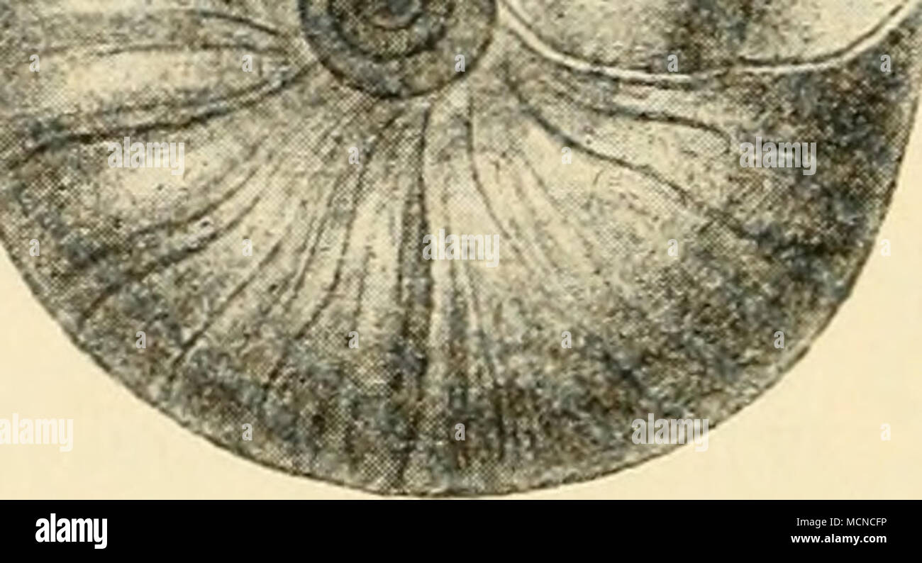 . 2lbb. 58. Zonites verticillus, nat. @r. Stoma enbU(^, bienurber3:ief ...