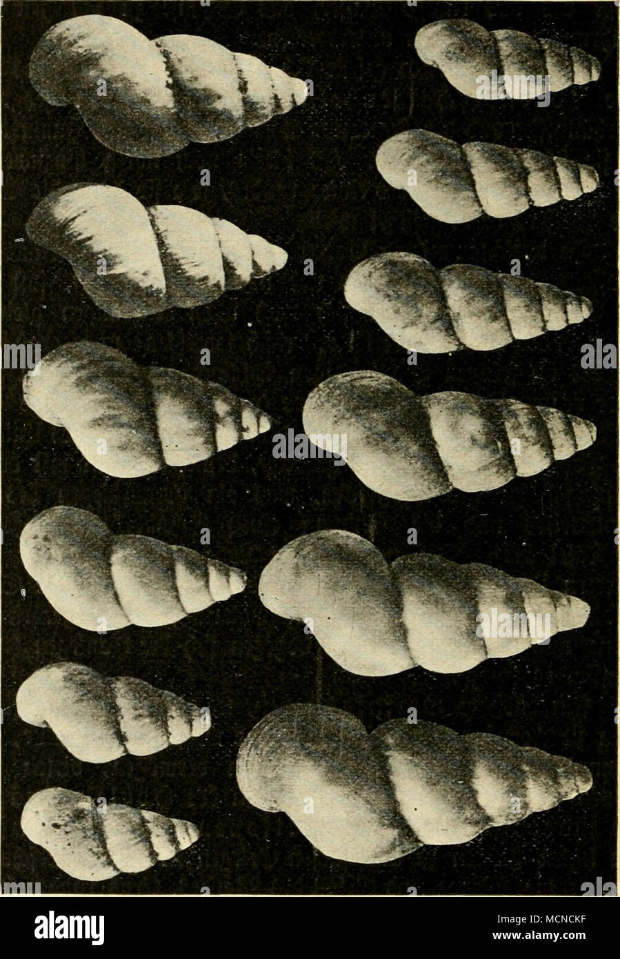 Tuas High Resolution Stock Photography And Images Alamy