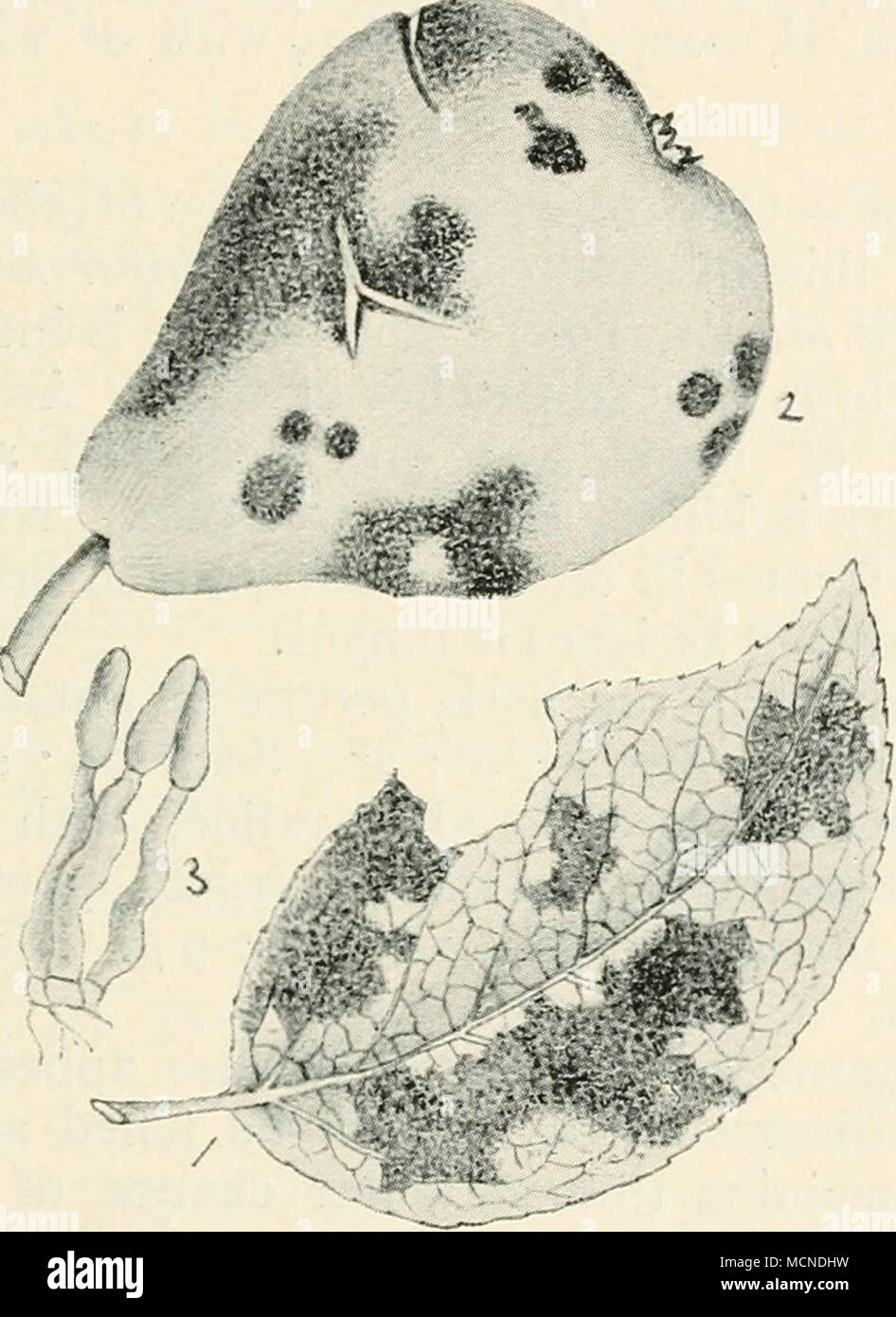 . Fig. 59.— VenturiiZ pirina. i, conidial form of fungus on pear leaf; 2, conidial form of fungus on pear, causing scab ; 3, fruit of conidial stage, highly mag. shrinking and depression of a patch of bark, on which longi- tudinal and transverse cracks appear. When the wound becomes open, black pycnidia appear, followed by the asci- gerous form of fruit. Pyenidia very minute, o-2-o'4 mm. diam., conidia colour- less, fusiform, 7-9x2-2-5 jx, on the tips of branched conidio- phores. Perithecia depressed globose, with a long, stout beak; O Stock Photo