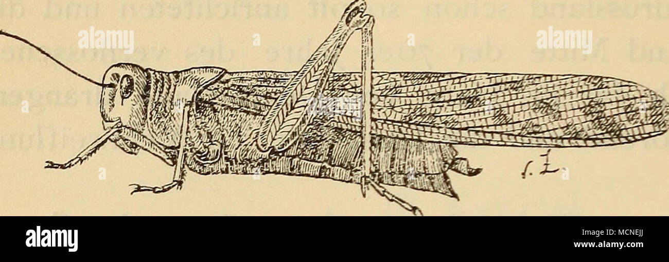. Abbildung 6. Pachytylus sulcicollis. Weibchen sitzend. DeutschS.W