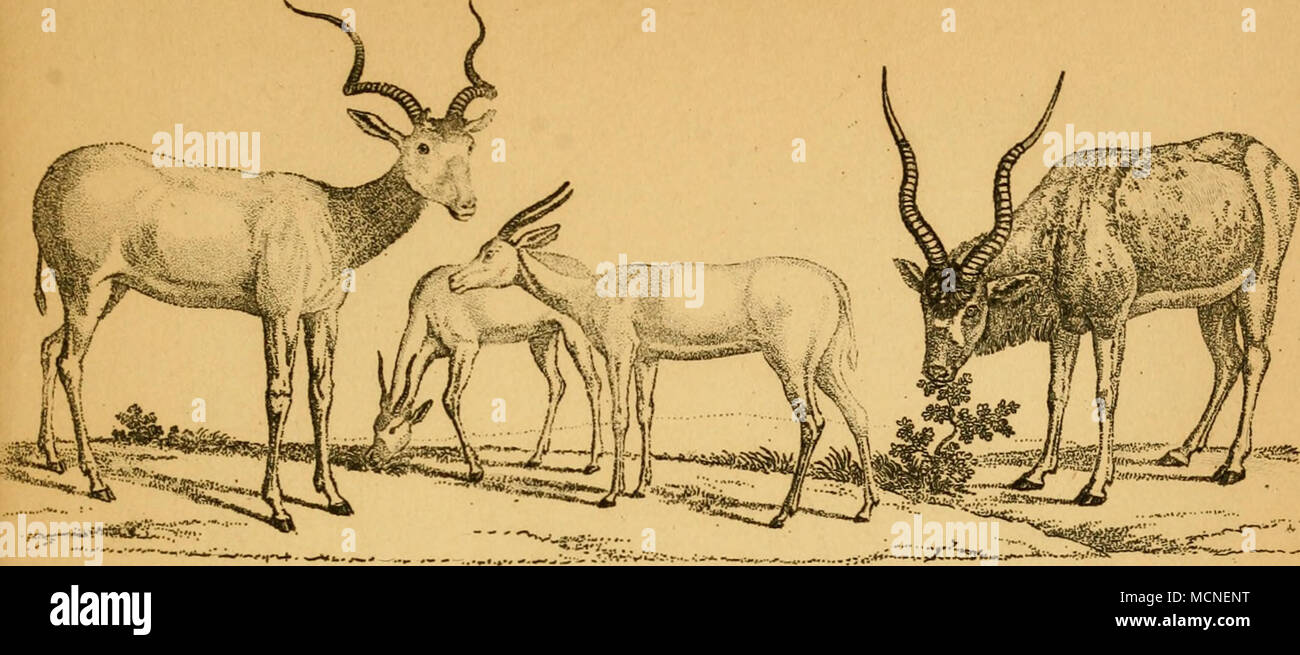 Z16 19 Antilope Gt Addnx Ljchtst R Gt 7 Rt4 R R Lt A F R A A Pa R J Stock Photo Alamy