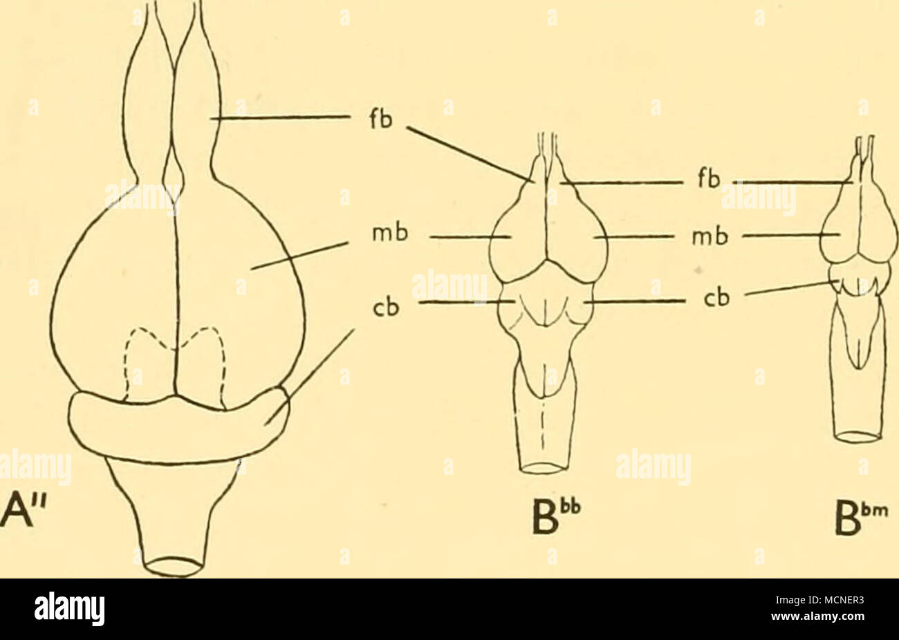 . Text-fig. 43. The development of the body muscles, gill filaments and brain of (a, a', a&quot;) Maurolicus muelleri; (Bb, Bbb) Cyclothone braueri, and (b, Bm, Bbm) C. microdon. In A and B, which are transverse sections through the body just in front of the caudal peduncle, the muscle fibres are shown in black and are drawn to scale. The drawings of the gill filaments are from the lower part of the first gill arch, fb, forebrain; mb, midbrain; cb, cerebellum, (a, b, x 15; a', Bm, Bb, X20; a&quot;, Bbb, Bbm, x 9.) Stock Photo