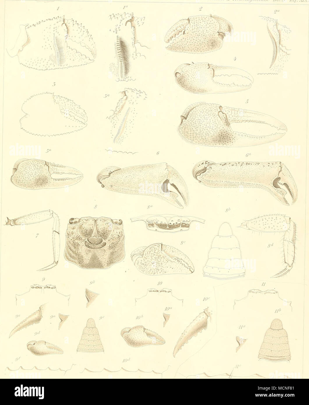 . de Man: Dekapoden-und Stomatopoden. Stock Photo