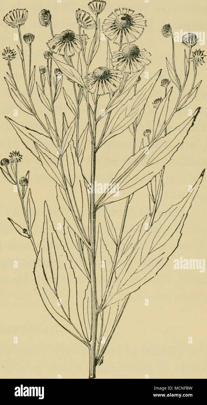 . Fig. 113.—Siieezeweed [Helinuiim au- tainnalc), one-third natural size. CAMPANULACE.E (bELL-FLOWER FAMILY). Lobelia inflata, Indian tobacco: L. kalmii, brook lobelia: L. spicata, pale-spiked lobelia : L. syphilitica, great lobelia.-—All of the species in this genus contain an acrid and usually milky juice, and are poisonous. None has been specially reported as poisonous to stock, but the above- named species are to be suspected, because they fre(j[uently occur in grass and are sometimes found in meadow hay. Stock Photo