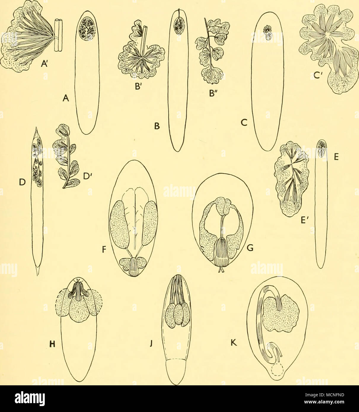 . Text-fig. 36. Swimbladders of some epipelagic and bathypelagic fishes, showing the relative developments of the retia mirabilia and gas-glands. Epipelagic species: (a, a') Cypsilitrus cyanopterus; (b, b', b&quot;) Danichthys rondektii; (c, c') Exocoetus volitans; (d, d') Petatichthys capensis; (e, e') Hyporhamphus sp. Bathypelagic species: (f) Vinciguerria attenuata; (g) Argyro- pelecus aculeatus; (h) Myctophum punctatum; (j) Chiasmodon niger; (k) Melamphaes megalops. Gas-gland dotted; retia, with striations along the major axes. In a', b', b&quot;, c', d' and e' part or the whole of the gas Stock Photo