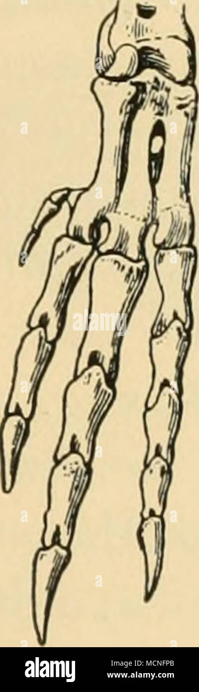 . Fig. 67. Linker Arm von Spheniscus. Fig. 68. Linlcer Arm von Urinator. Fig. 69. Fuss von Splneniscus. O Oberarm, S Speiche, E Elle, SM und EM Speichen- und Ellen-Handwurzelknochen, M Mittelhandknochen, F Finger. wurzelknochen der Elle auffallend gross, nur der aus 2 Gliedern be- stehende zweite und der eingliedrige dritte Finger, aber kein Daumen vorhanden (Fig. 67). Der Mittelfuss besteht aus 3 oberseits deutlich unter- schiedenen, wenngleich seitlich miteinander verwachsenen, auf der Sohle aber zu einer Fläche verschmolzenen Knochen, woraus sich die auffallende Breite des Tarsalteils des F Stock Photo