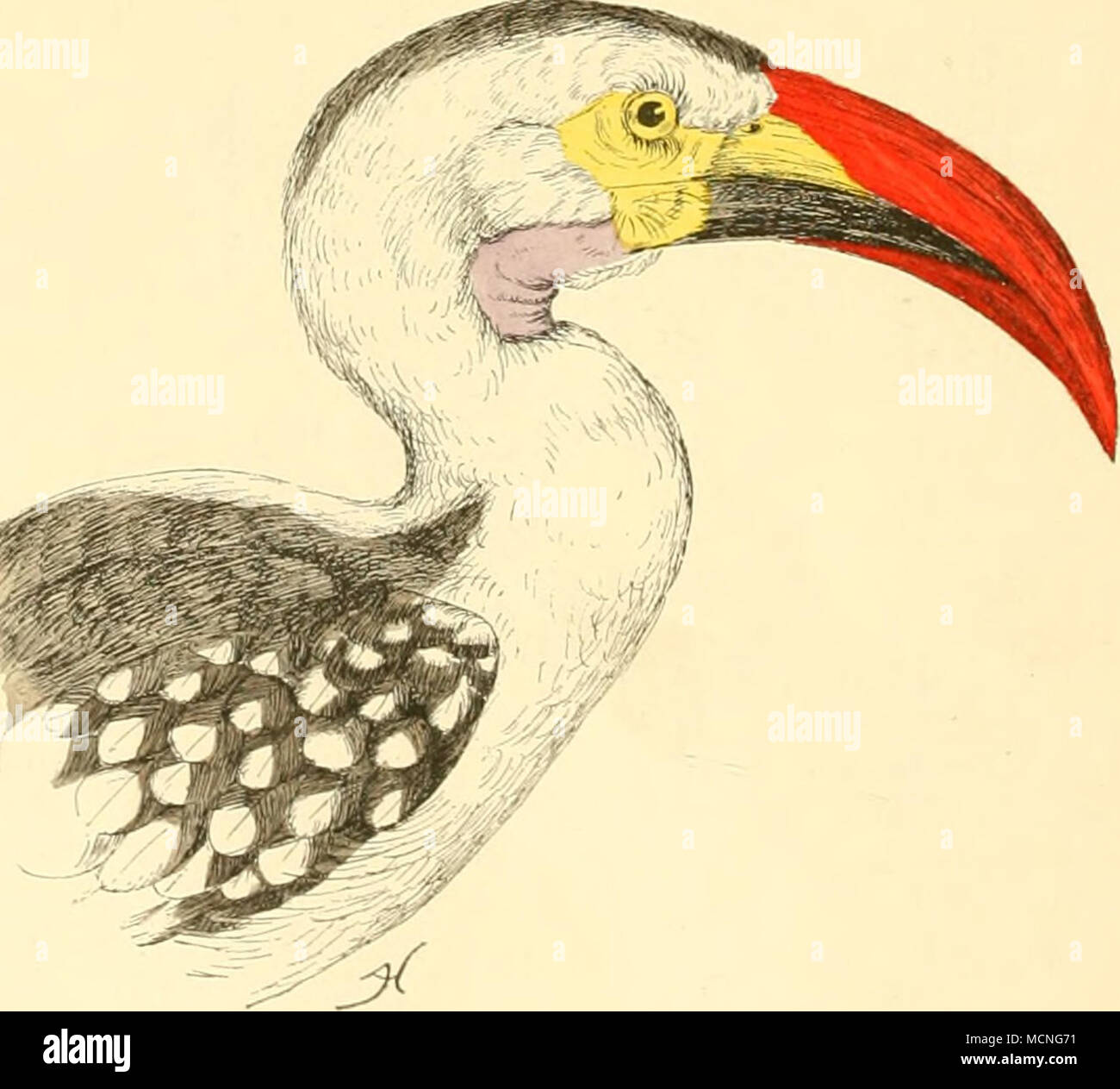 . Fig. 60. Lophoceros er vth ro rli ynchus. Stock Photo