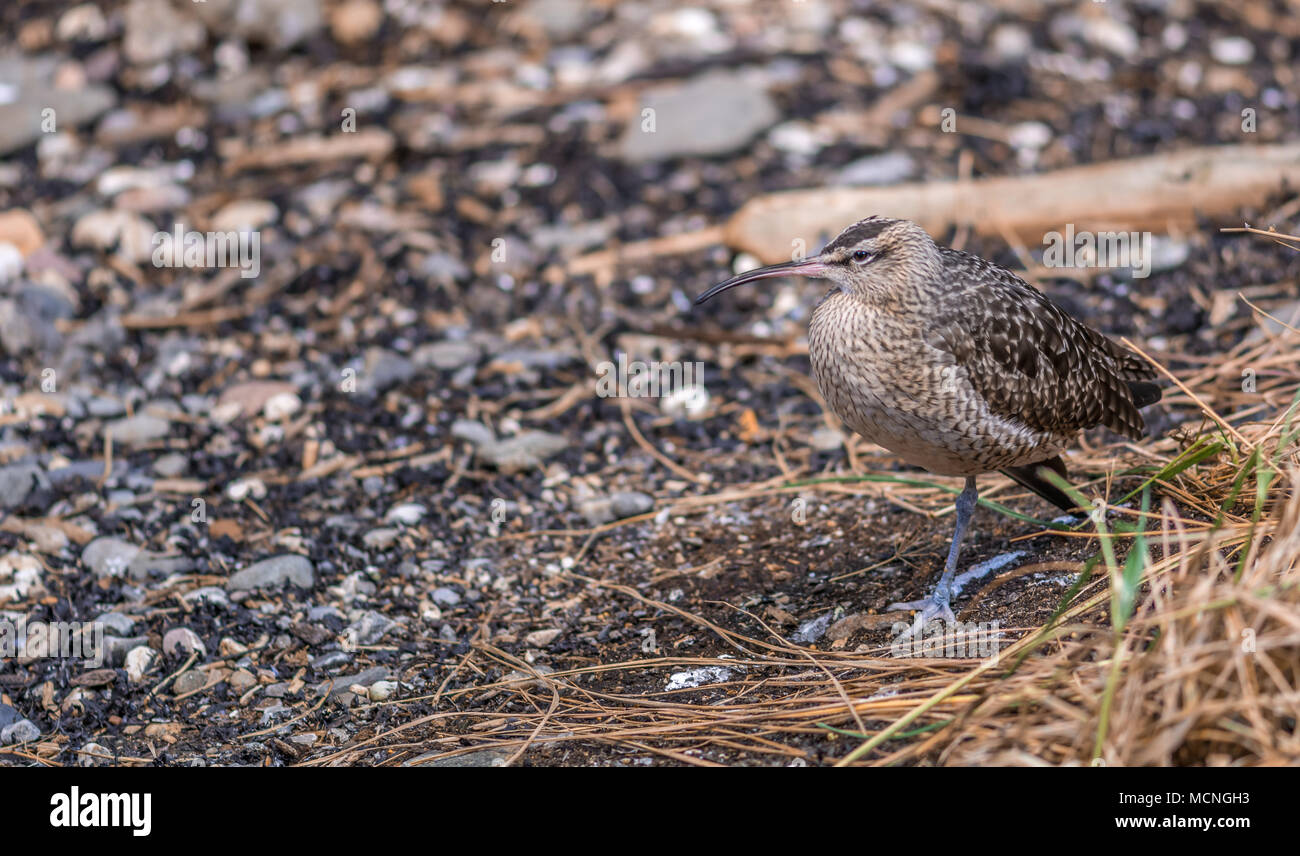 Whimbrel from The Gulf of St. Lawrence at Montreal's Biodome in MOntreal, Quebec, Canada. Stock Photo