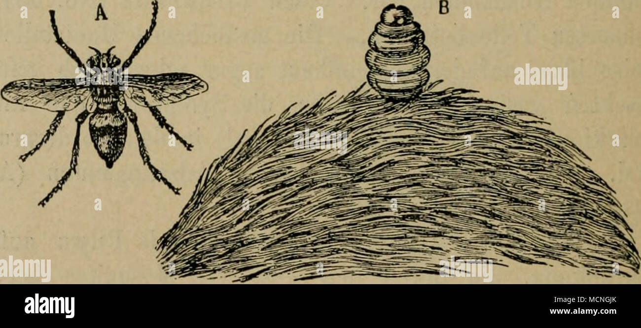 . Hypoderma bovis. A Weibchen, B Larve im Begriff, die Haut zu verlassen. Fliegen. Die Fliegen sind ganz außerordentlich arten reich; nur das Wichtigste soll erwähnt werden. Die Tabaniden (Bremsfliegen) greifen nur die großen Tiere, Pferde, Rinder, Renntiere, Kamele an. Sie entnehmen den gebissenen Tieren etwas Blut; aus der Wunde sickert eine geringe Sekretmenge; eine kleine Schwellung bleibt einige Zeit zurück. Sie sind auch wohl Ueberträger ansteckender Krank- heiten. Die Haeraatopata pluvialis beunruhigt die Tiere besonders vor Ge- wittern; der Chrysops caecutiens sticht große Tiere und au Stock Photo