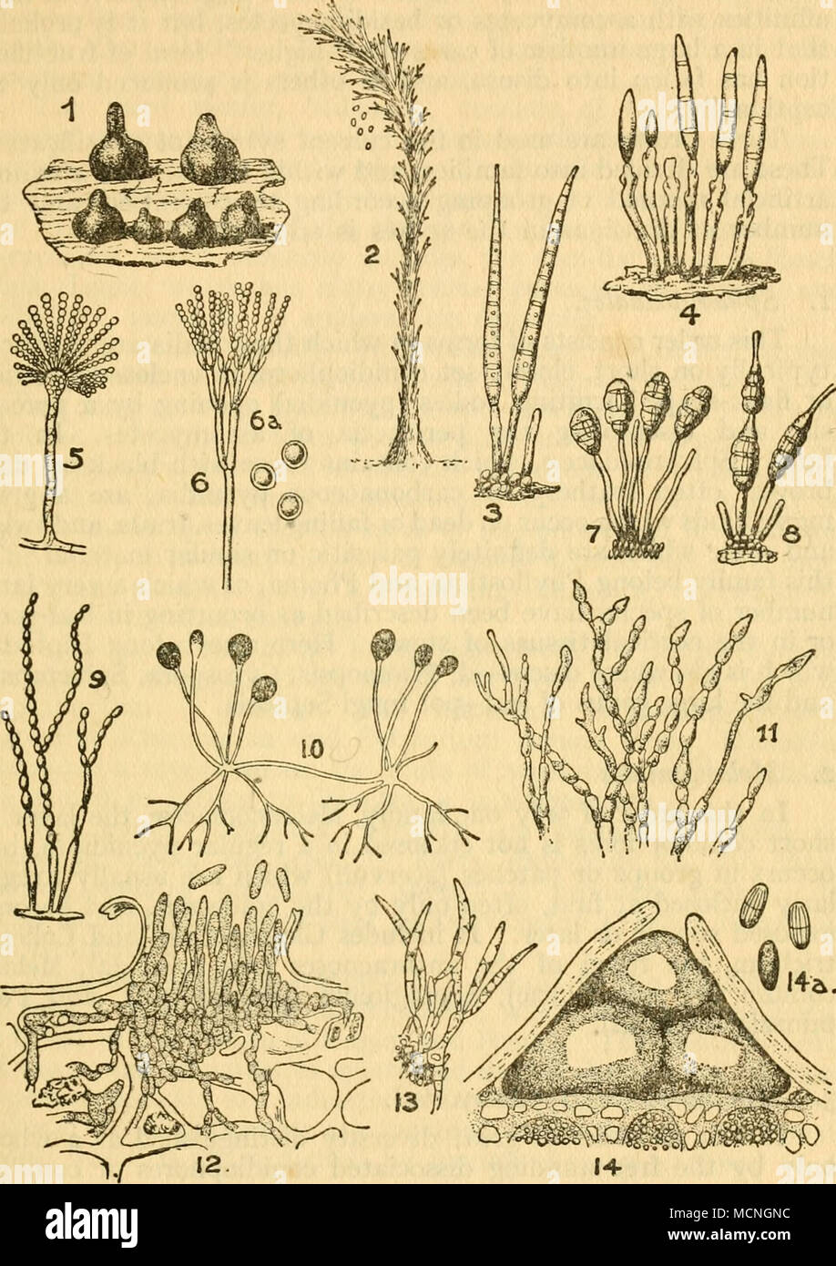 . Fig. 10 TYPES OF CONIDIAL FRUCTIFICATIONS 1. Sphaeropsis. 2. Graphium (conid. stage of Rosellinia). 3. 4. Cercospora. 5. Aspergillus. 6. Penicillium. '. Macrosporium. 8. Alternaria tenuis. 9. Oospora. 10. MucoR (Zygomycetes). 11. Monilia. 12. GlOEOSPORIUM LINDEMUTHIANUM. 13. FUSARIUM. 14. DiPLODIA. After Nat. Pflam. Stock Photo